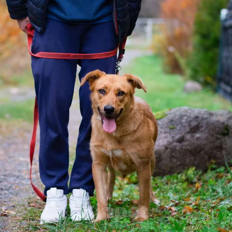 Собаки в Санкт-Петербурге: Мягкая и послушная молодая собака ищет дом Девочка, Бесплатно - фото 9