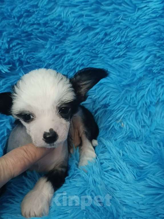 Собаки в Санкт-Петербурге: Девочка голая мини Девочка, 70 000 руб. - фото 3