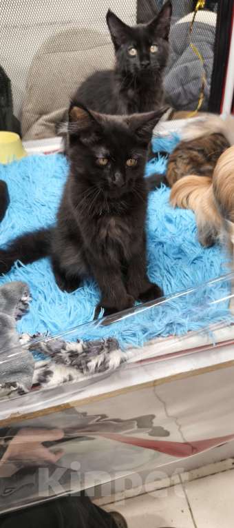 Кошки в других городах Московской области: Мейн-кун Полидакт Девочка, 55 000 руб. - фото 4