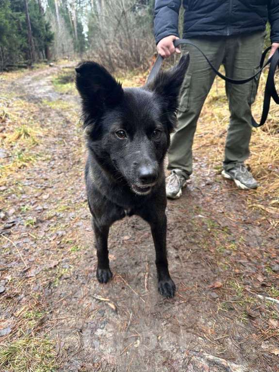 Собаки в Балашихе: Найдена Балашиха  Девочка, Бесплатно - фото 1