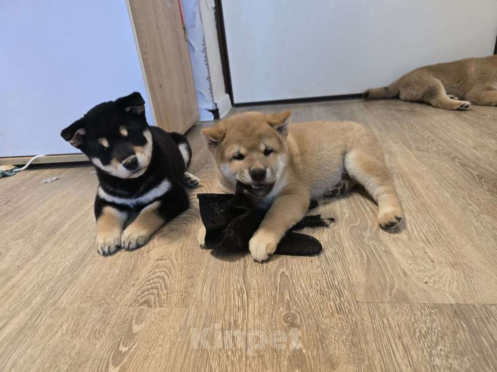 Собаки в других городах Московской области: Сиба ину в продаже Мальчик, 80 000 руб. - фото 1