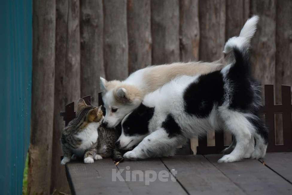 Собаки в Москве: Ненецкая оленегонная лайка, сука Дежавю. Девочка, 60 000 руб. - фото 4