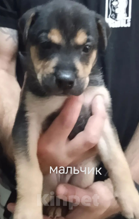 Собаки в Красноярске: Щенки в добрые руки Девочка, Бесплатно - фото 5