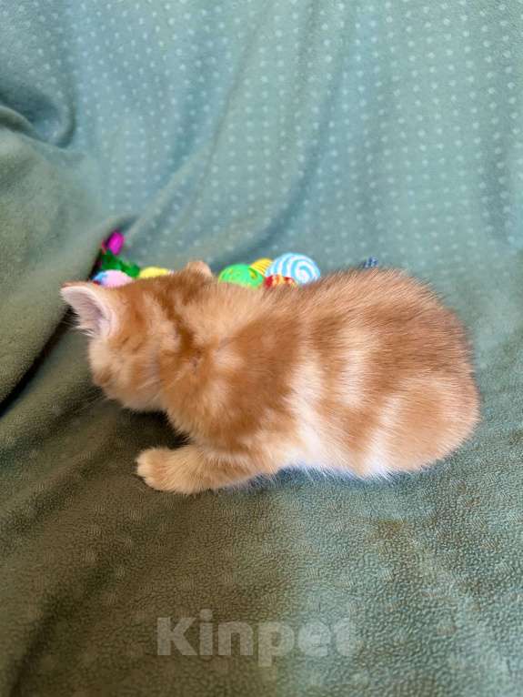 Кошки в Москве: Золотая мраморная шиншилла Девочка, 80 000 руб. - фото 8