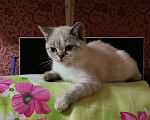 Кошки в Мытищах: Британские котята  Девочка, 10 000 руб. - фото 3