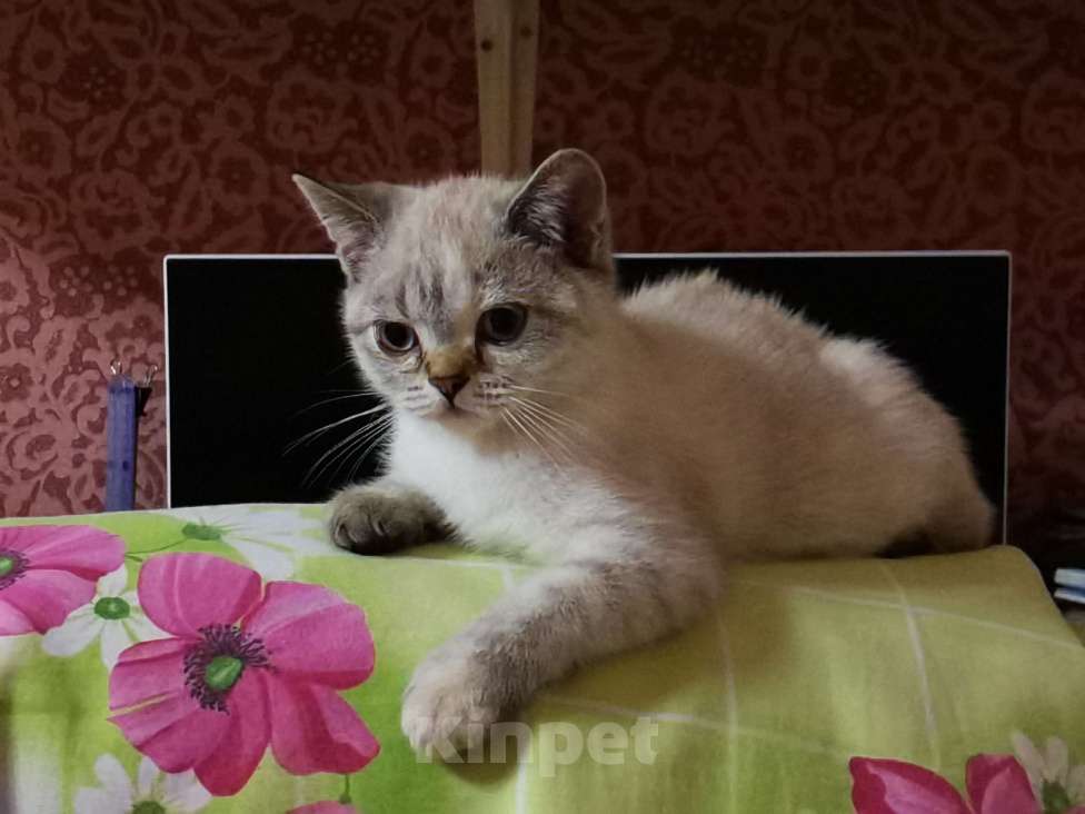 Кошки в Мытищах: Британские котята  Девочка, 10 000 руб. - фото 3