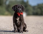 Собаки в других городах Владимирской области: 🐶 Лео — добрый малыш, который ждёт своих родителей! 🐶 Мальчик, Бесплатно - фото 1