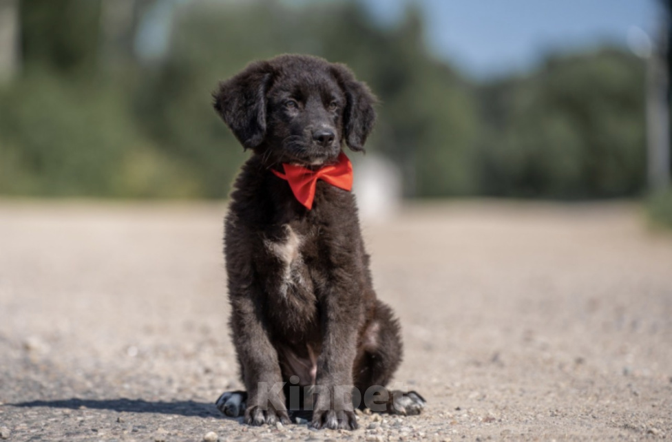 Собаки в других городах Владимирской области: 🐶 Лео — добрый малыш, который ждёт своих родителей! 🐶 Мальчик, Бесплатно - фото 1