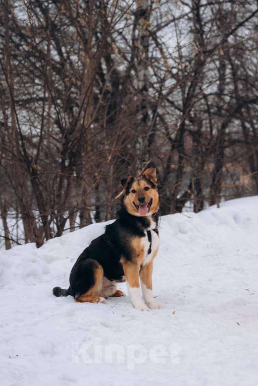 Собаки в Москве: Щенок 5 месяцев Моцарт очень нуждается в доме Мальчик, Бесплатно - фото 5