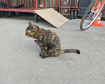Кошки в Москве: Пришла кошка Девочка, Бесплатно - фото 4