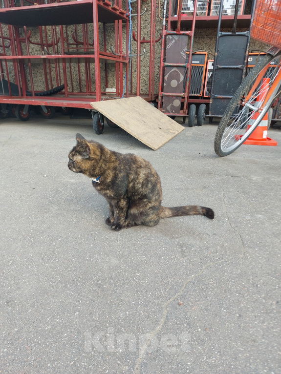 Кошки в Москве: Пришла кошка Девочка, Бесплатно - фото 4