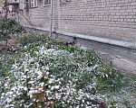 Кошки в Екатеринбурге: Кошка с котёнком в добрые руки  Девочка, 500 руб. - фото 8