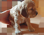 Собаки в Ржеве: Красотка Девочка, 40 000 руб. - фото 2