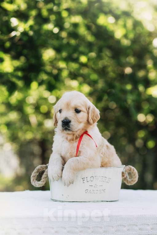 Собаки в Воронеже: Золотистый ретривер Воронеж  Мальчик, 60 000 руб. - фото 9