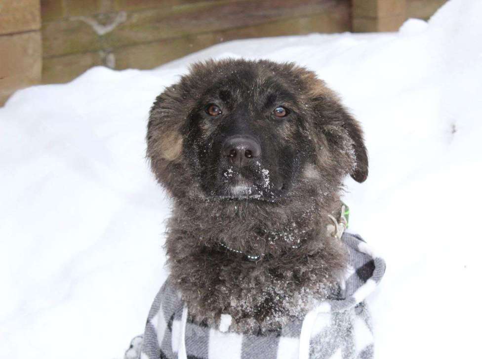 Собаки в Москве: щенок метис , шикарный парень Мальчик, Бесплатно - фото 2