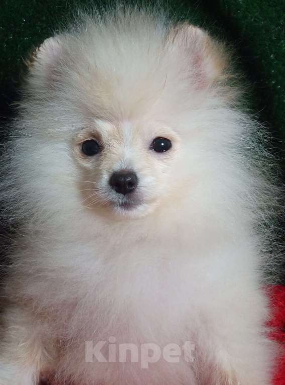 Собаки в Воронеже: Минимишшки Разнополые, 10 000 руб. - фото 3