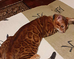 Кошки в Угличе: Вязка, 3 000 руб. - фото 2