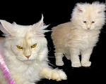 Кошки в Лянторе: Мейн кун, 26 000 руб. - фото 10