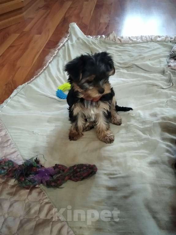 Собаки в других городах Тульской области: Продаются девочки Девочка, 25 000 руб. - фото 1