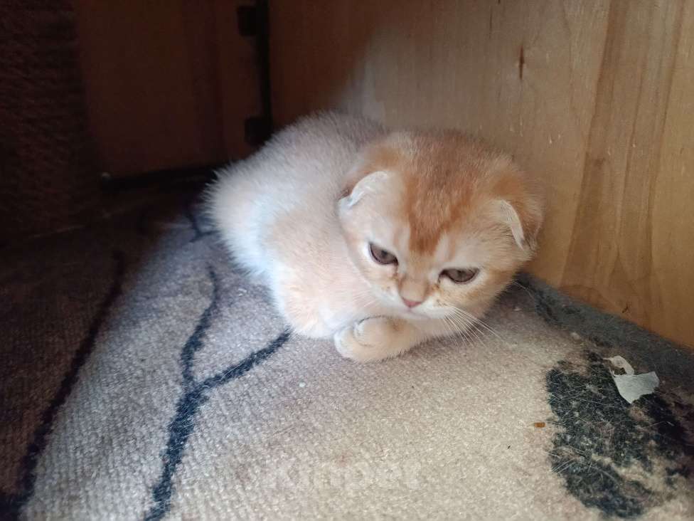 Кошки в Екатеринбурге: Вислоухая девочка окраса ny11 Девочка, 16 000 руб. - фото 7