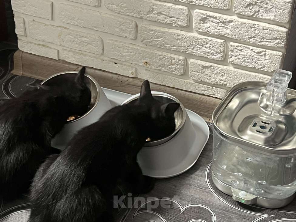 Кошки в Ставрополе: Отдам котенка в добрые руки  Мальчик, Бесплатно - фото 2