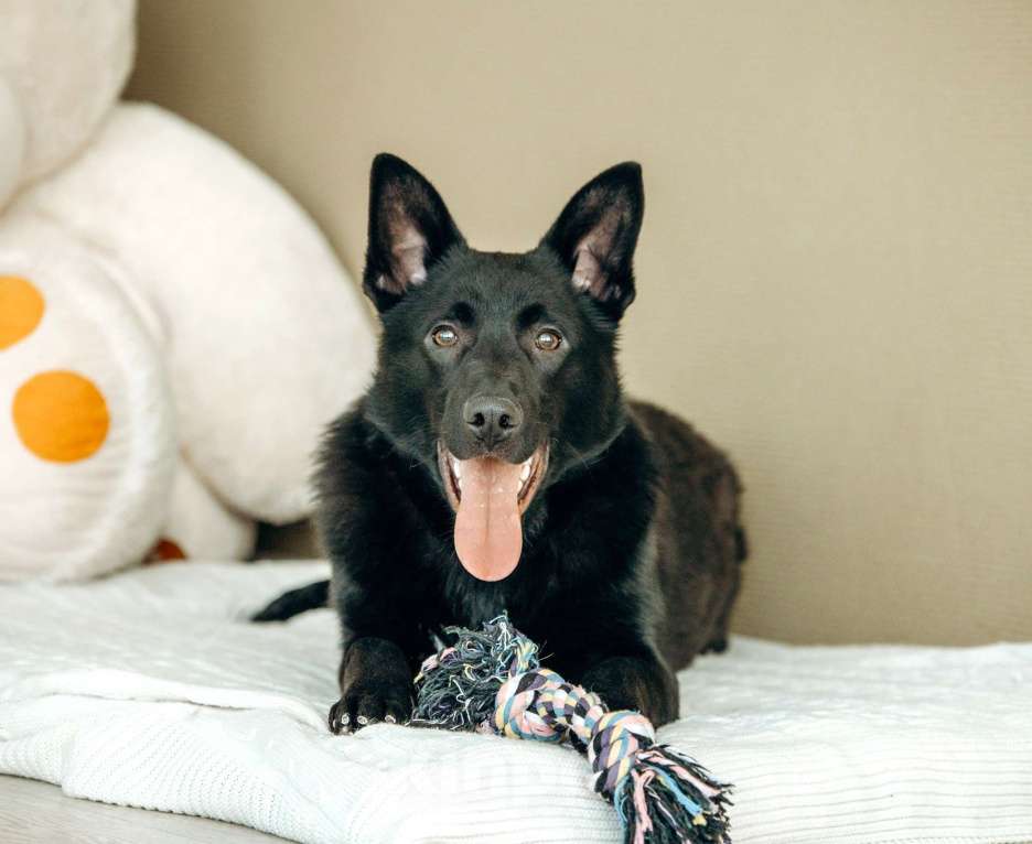 Собаки в Москве: Щенок-метис овчарки в Москве бесплатно Мальчик, Бесплатно - фото 8