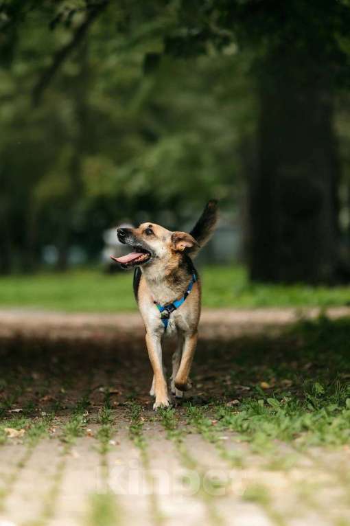 Собаки в Москве: Дёма - неограненный бриллиант, в поиске своего дома! Мальчик, Бесплатно - фото 8