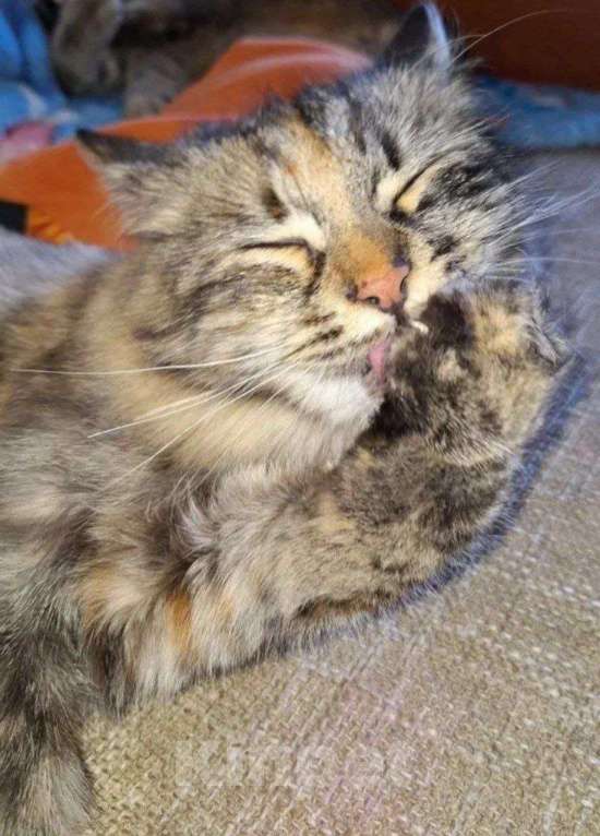 Кошки в Липецке: Пушистая - Роза) Девочка, Бесплатно - фото 4