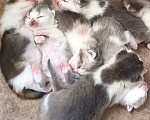 Кошки в Прокопьевске: Продам шотландских породистых котят Разнополые, 10 000 руб. - фото 7