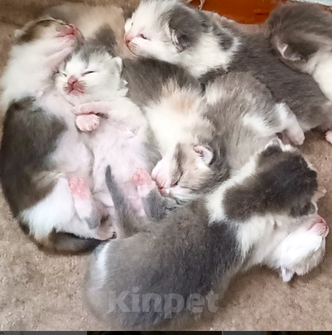 Кошки в Прокопьевске: Продам шотландских породистых котят Разнополые, 10 000 руб. - фото 7