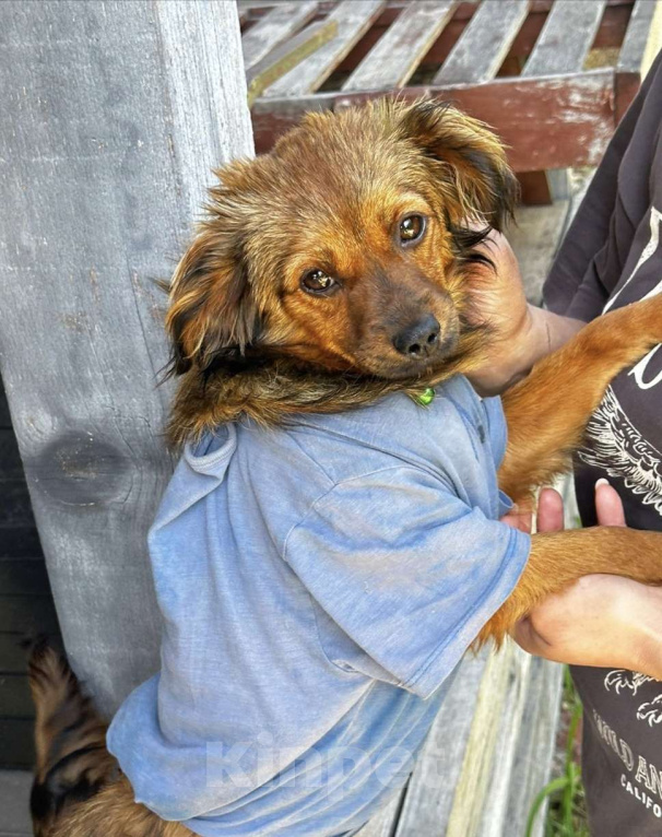 Собаки в Москве: Скромная малышка Юна Девочка, Бесплатно - фото 7