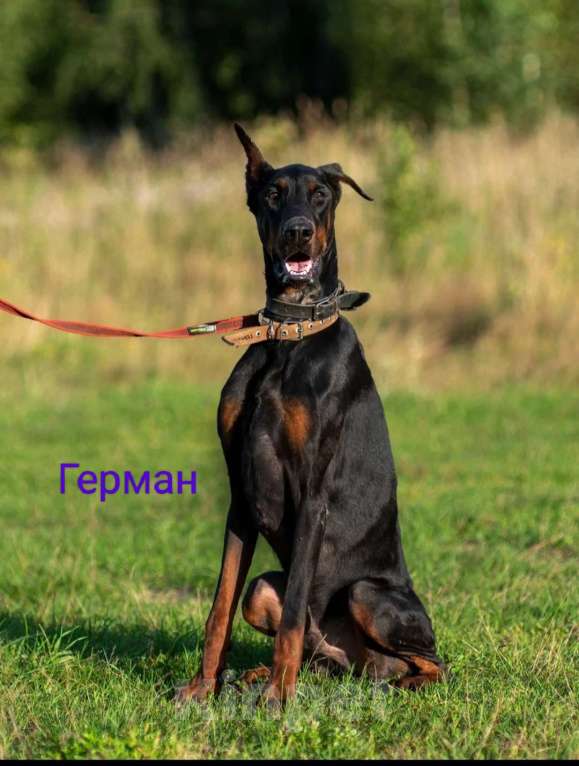Собаки в Москве: Доберман Герман ищет семью Мальчик, Бесплатно - фото 2