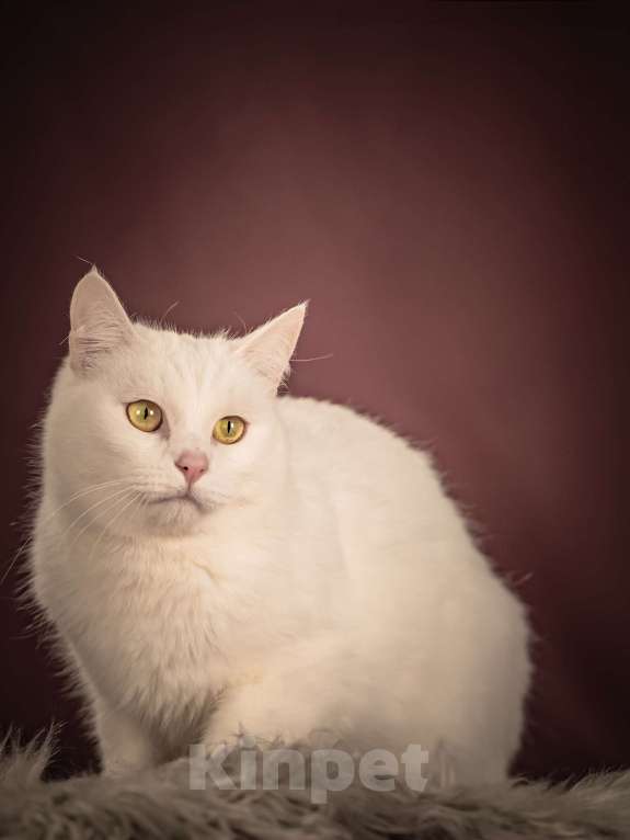 Кошки в Клине: Кассиопея — изящная кошечка, точно фарфоровая статуэтка Девочка, Бесплатно - фото 9