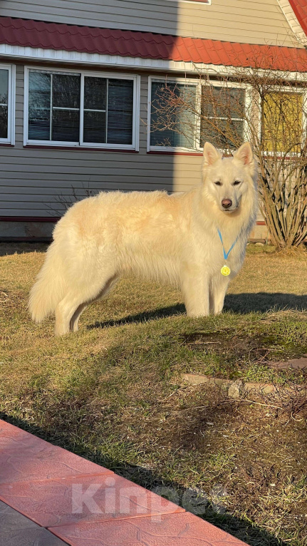 Собаки в других городах Московской области: Вязка. Кабель. Белая Швейцарская овчарка Мальчик, 15 000 руб. - фото 3