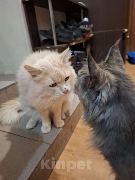 Кошки в Москве: Ждет новую семью Мальчик, Бесплатно - фото 2