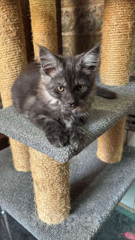 Кошки в Петергофе: Девулечка куночка  Девочка, 50 000 руб. - фото 4