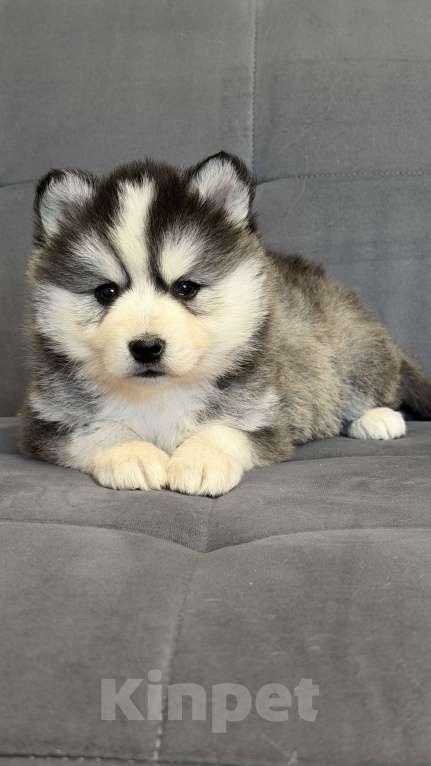 Собаки в Санкт-Петербурге: Девочка помски Девочка, 40 000 руб. - фото 6