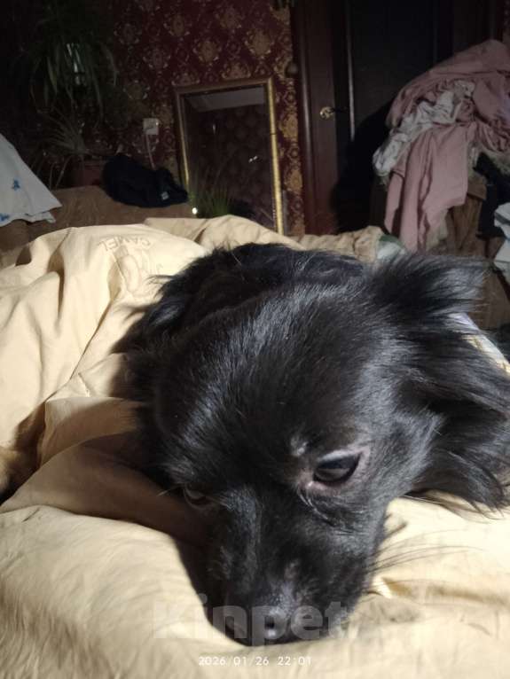 Собаки в Тюмени: Найдена собака Мальчик, Бесплатно - фото 1