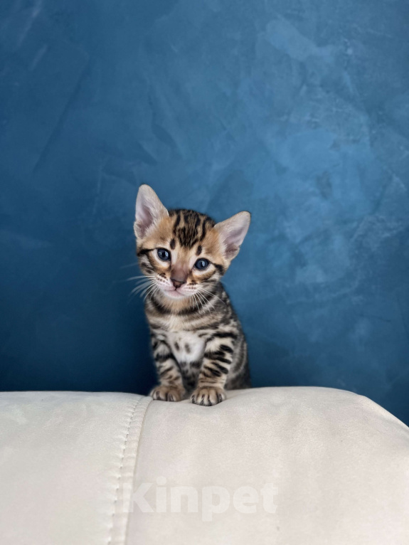 Кошки в Москве: Бенгальский котёнок Девочка, 50 000 руб. - фото 1