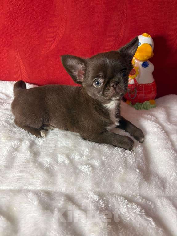 Собаки в Москве: Чихуахуа-   Роскошные  Барышни Девочка, 40 000 руб. - фото 3