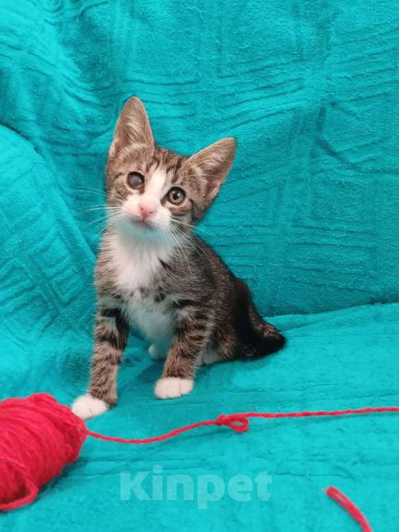 Кошки в Санкт-Петербурге: Маленькие красивые котята ищут дом Мальчик, Бесплатно - фото 6