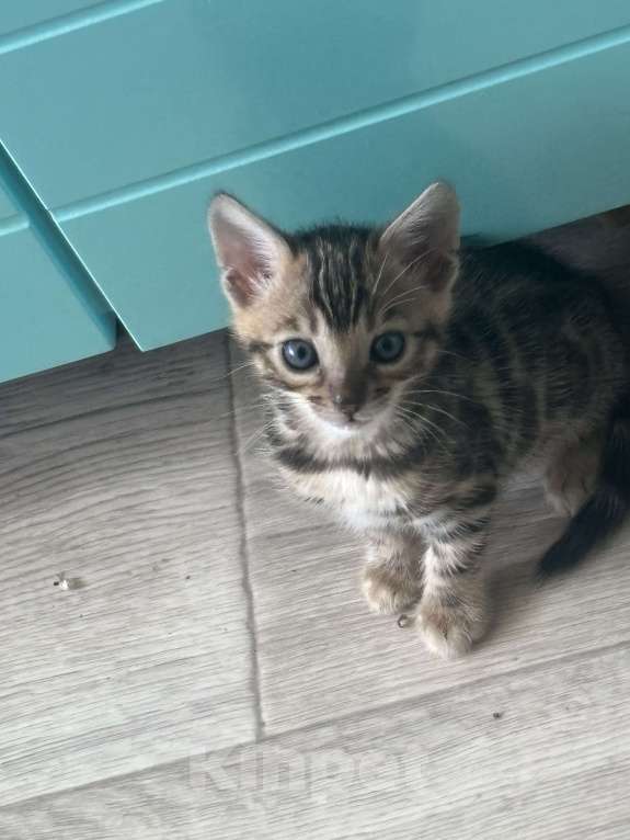 Кошки в других городах Саратовской области: Мальчик Мальчик, 10 000 руб. - фото 10