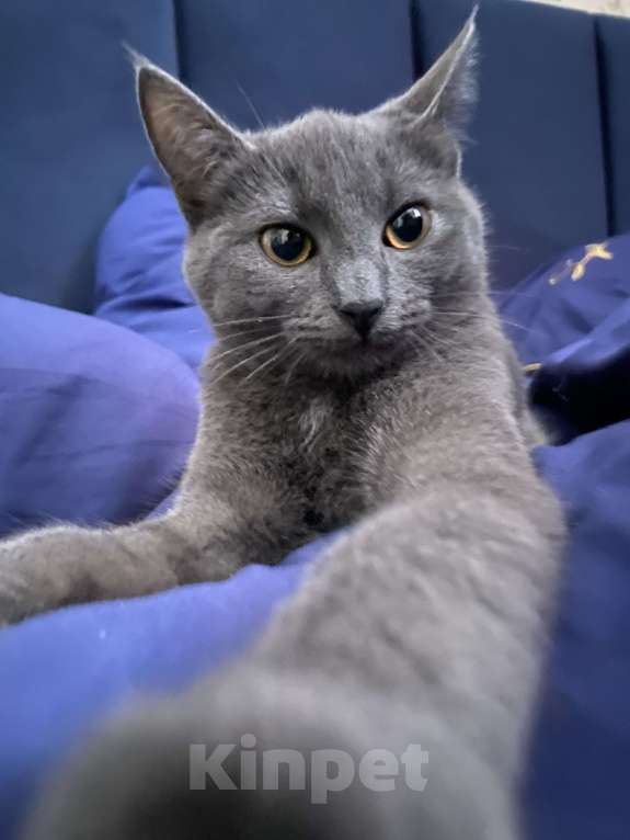 Кошки в Кириши: Отдам в хорошие руки кошечку Девочка, 10 руб. - фото 1