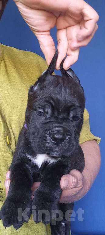 Собаки в других городах Орловской области: Щенок КАНЕ-КОРСО Мальчик, Бесплатно - фото 1