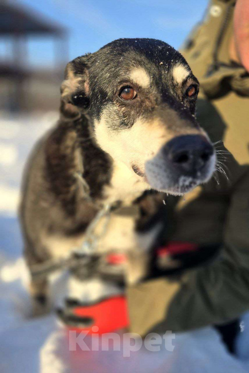 Собаки в Королеве: В поисках дома прекрасная Амели. Девочка, Бесплатно - фото 4