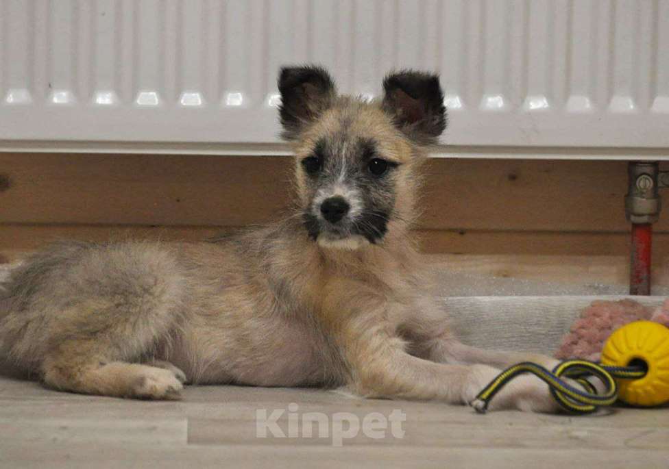 Собаки в Лосином-Петровском: якутята из ледяного подъезда Девочка, Бесплатно - фото 2