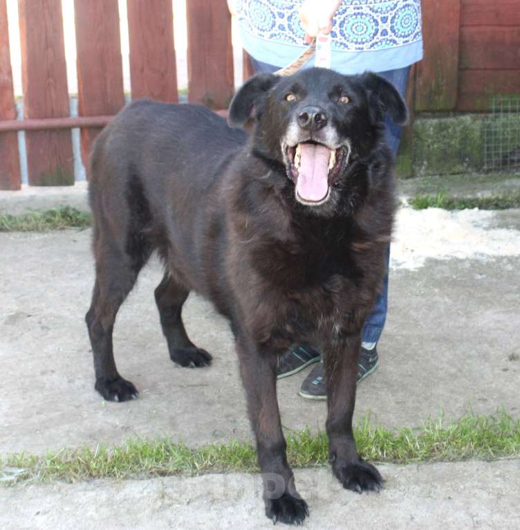 Собаки в Москве: Верный Черныш всю жизнь не перестает ждать свою семью! Мальчик, Бесплатно - фото 6