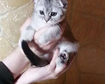 Кошки в других городах Московской области: Серебристая шиншилла скоттиш-фолд девочка Девочка, 15 000 руб. - фото 1