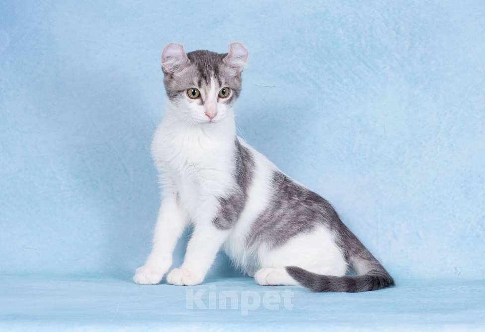 Кошки в Москве: Американский кёрл Мальчик, Бесплатно - фото 7