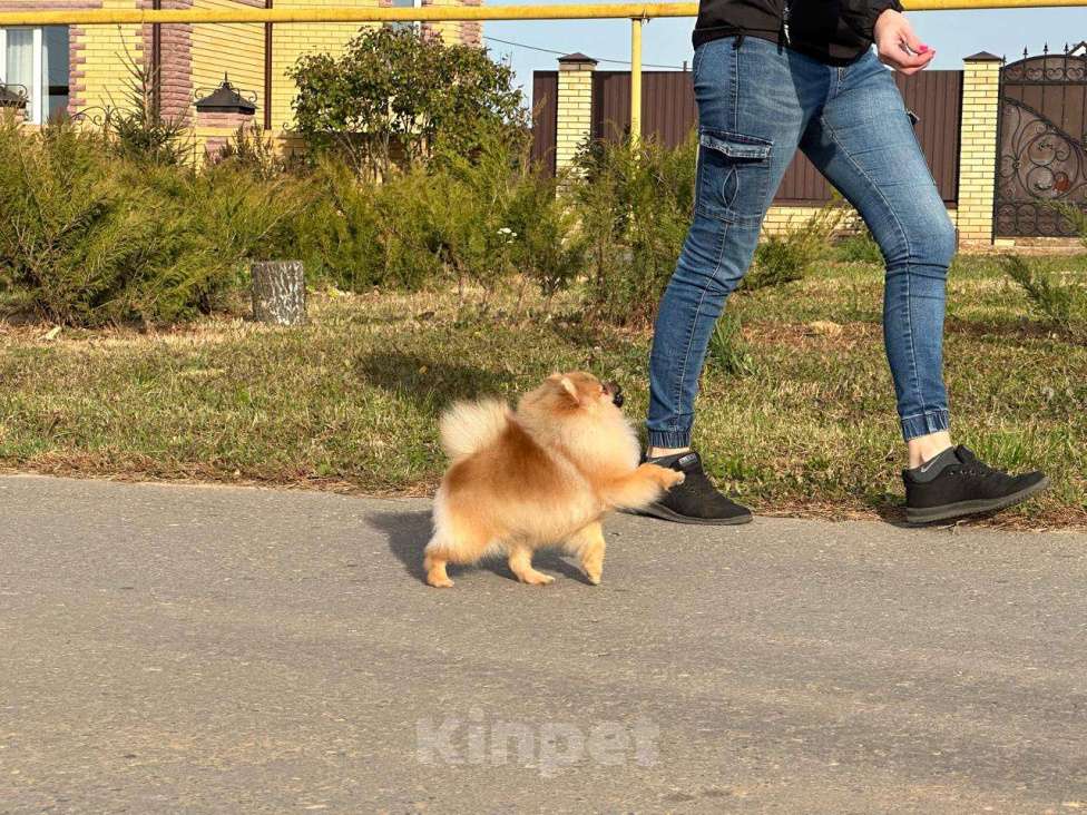 Собаки в других городах Нижегородской области: Щенок померанского шпица Девочка, Бесплатно - фото 1